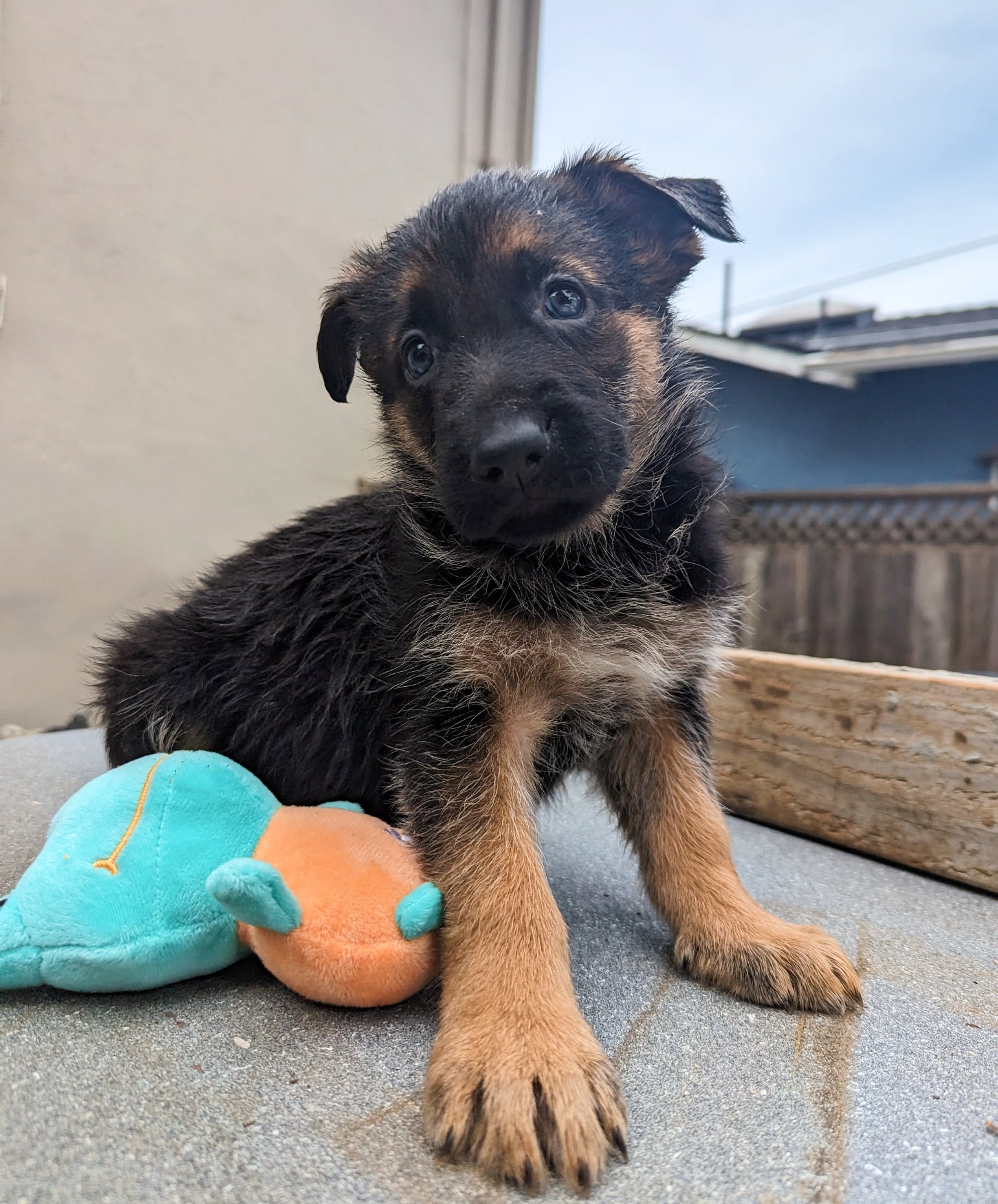 Puppy Level 2: Skill Building