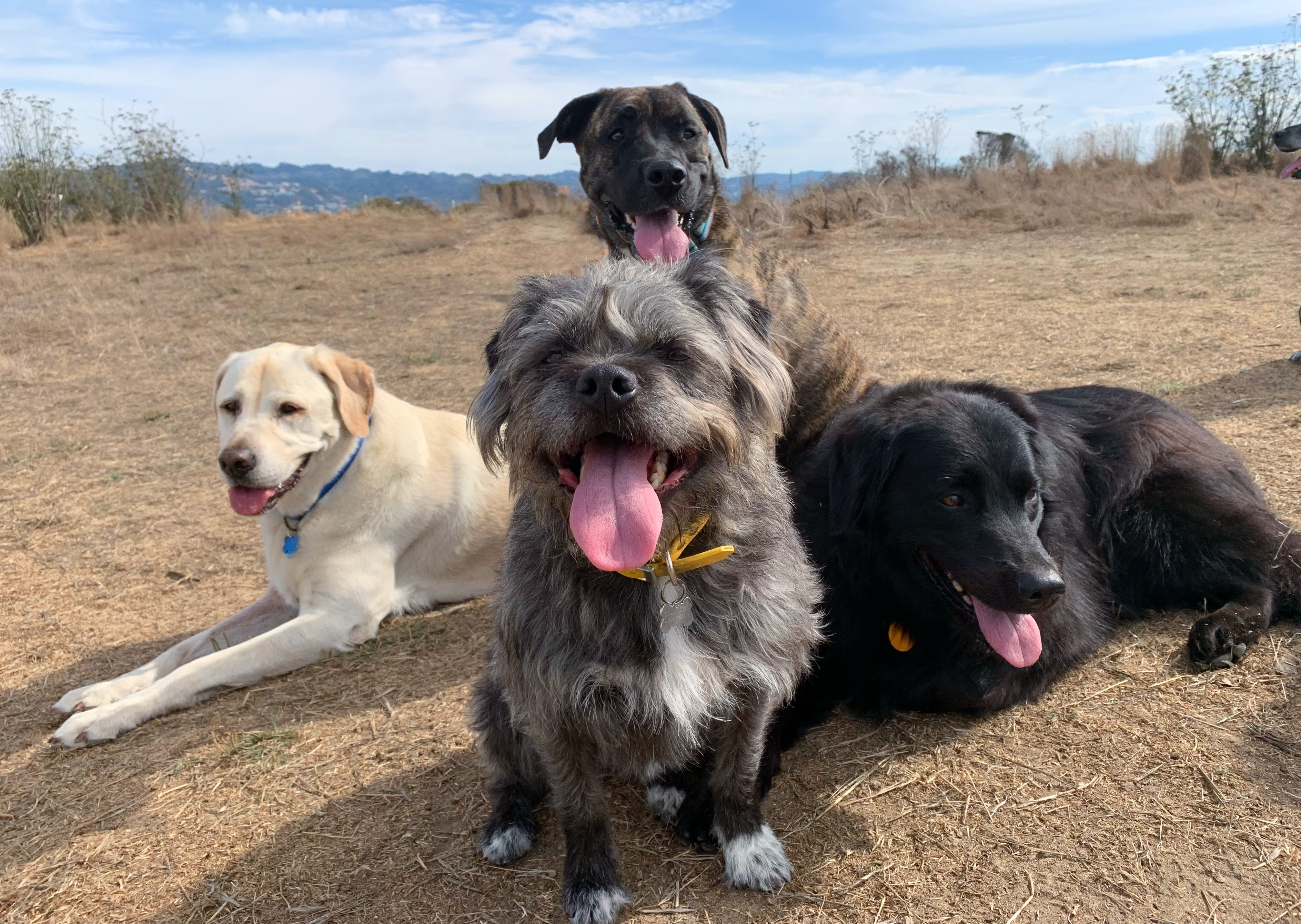 4 happy dogs in a field