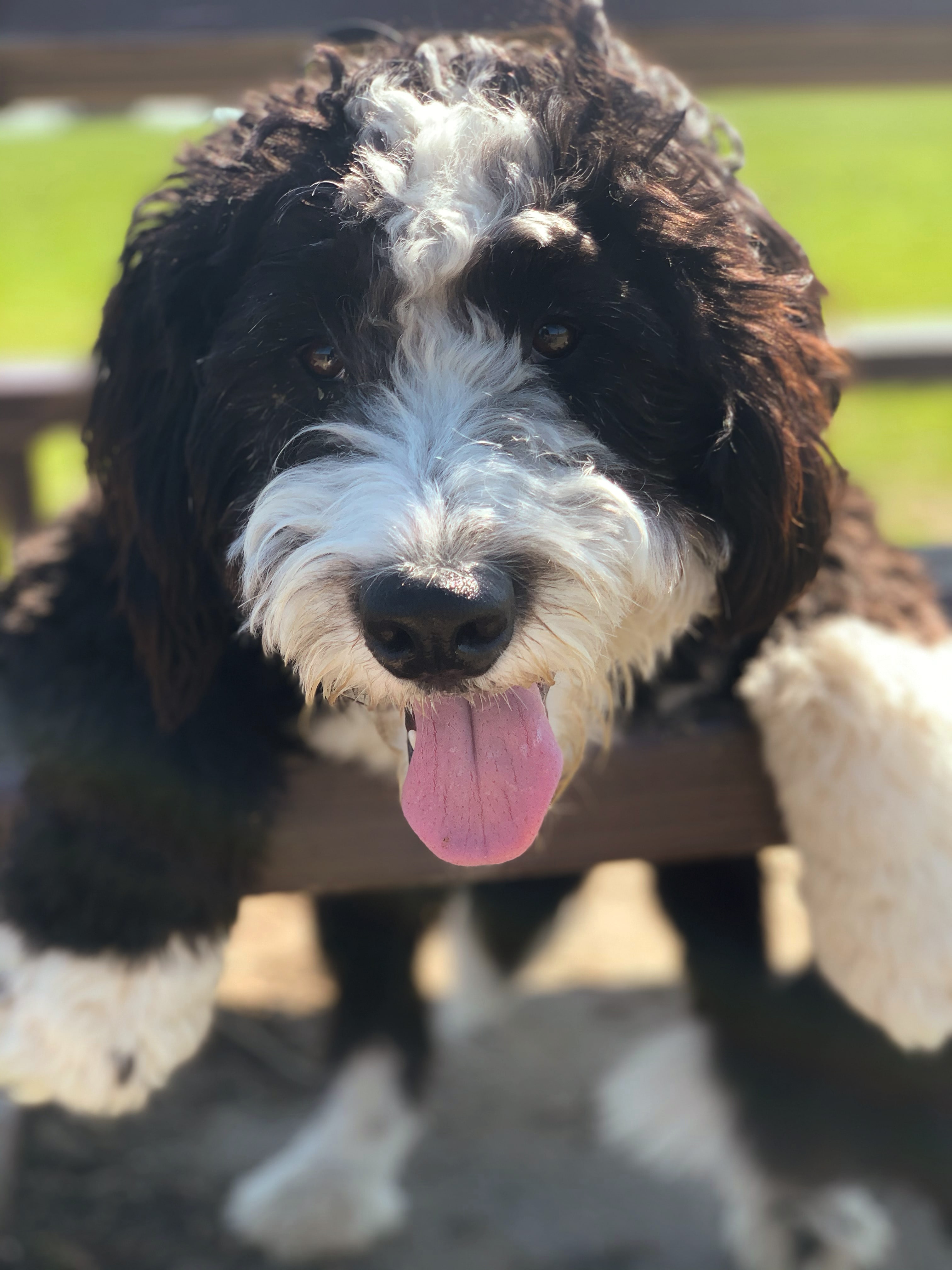 Happy dog in flower field