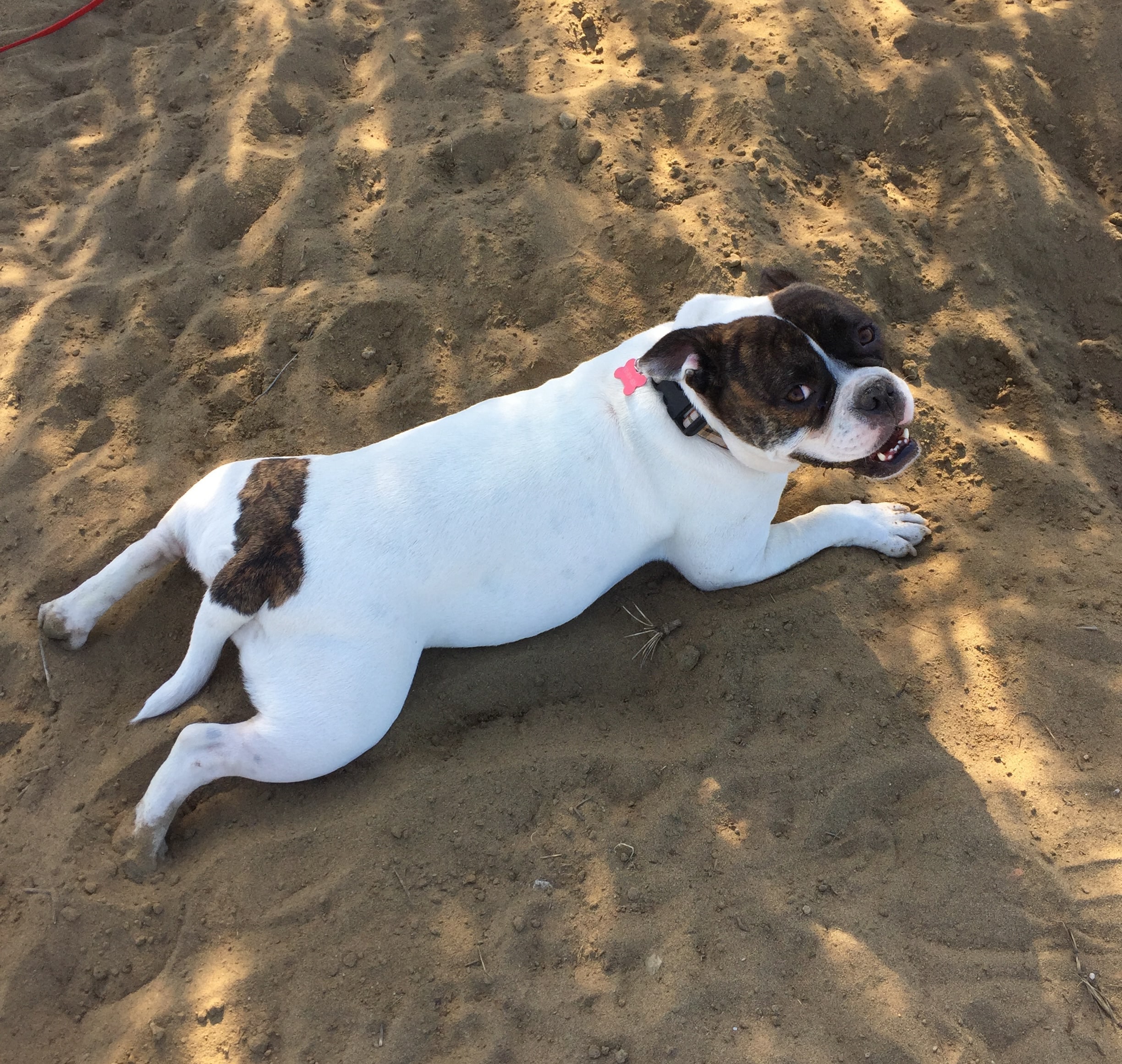 Happy relaxed puppy