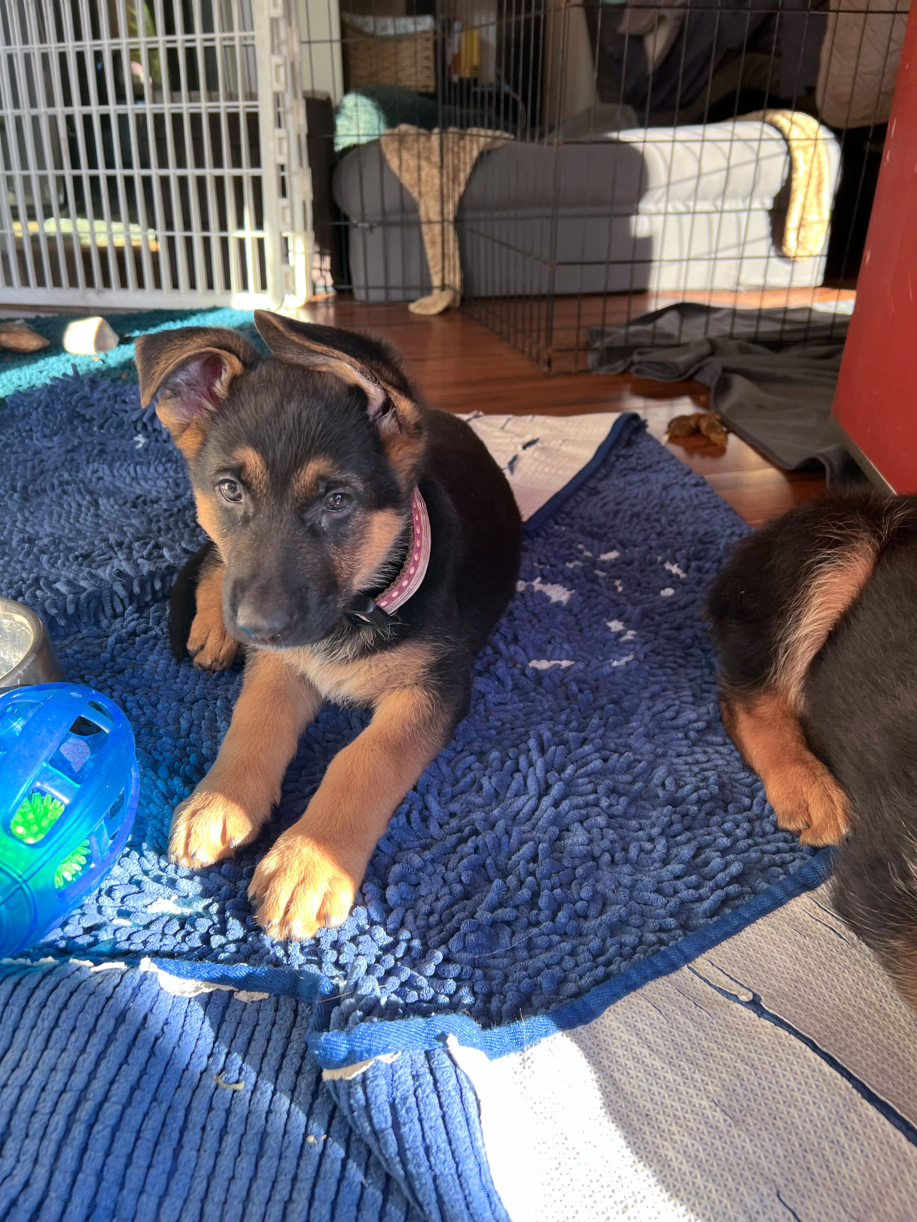 Happy adopted puppy with new family