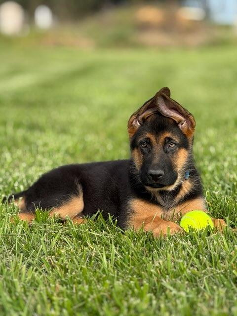 Stella