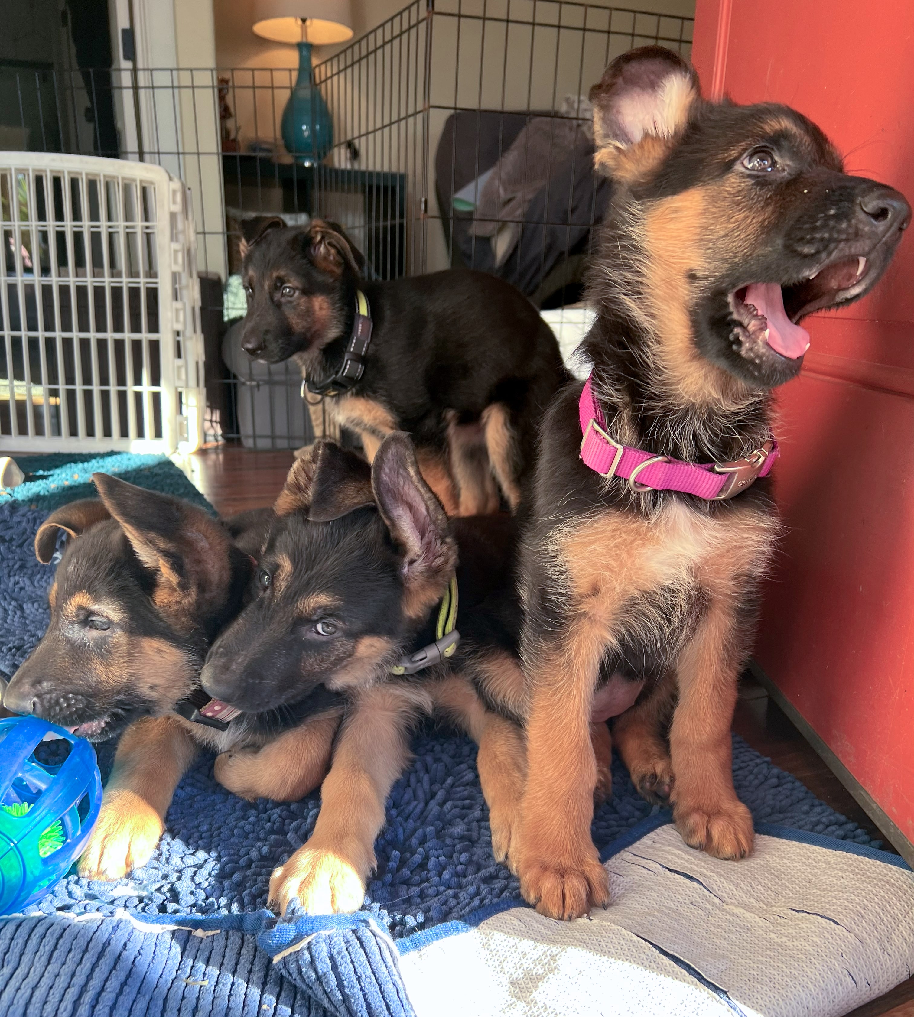 Puppies playing together at our facility