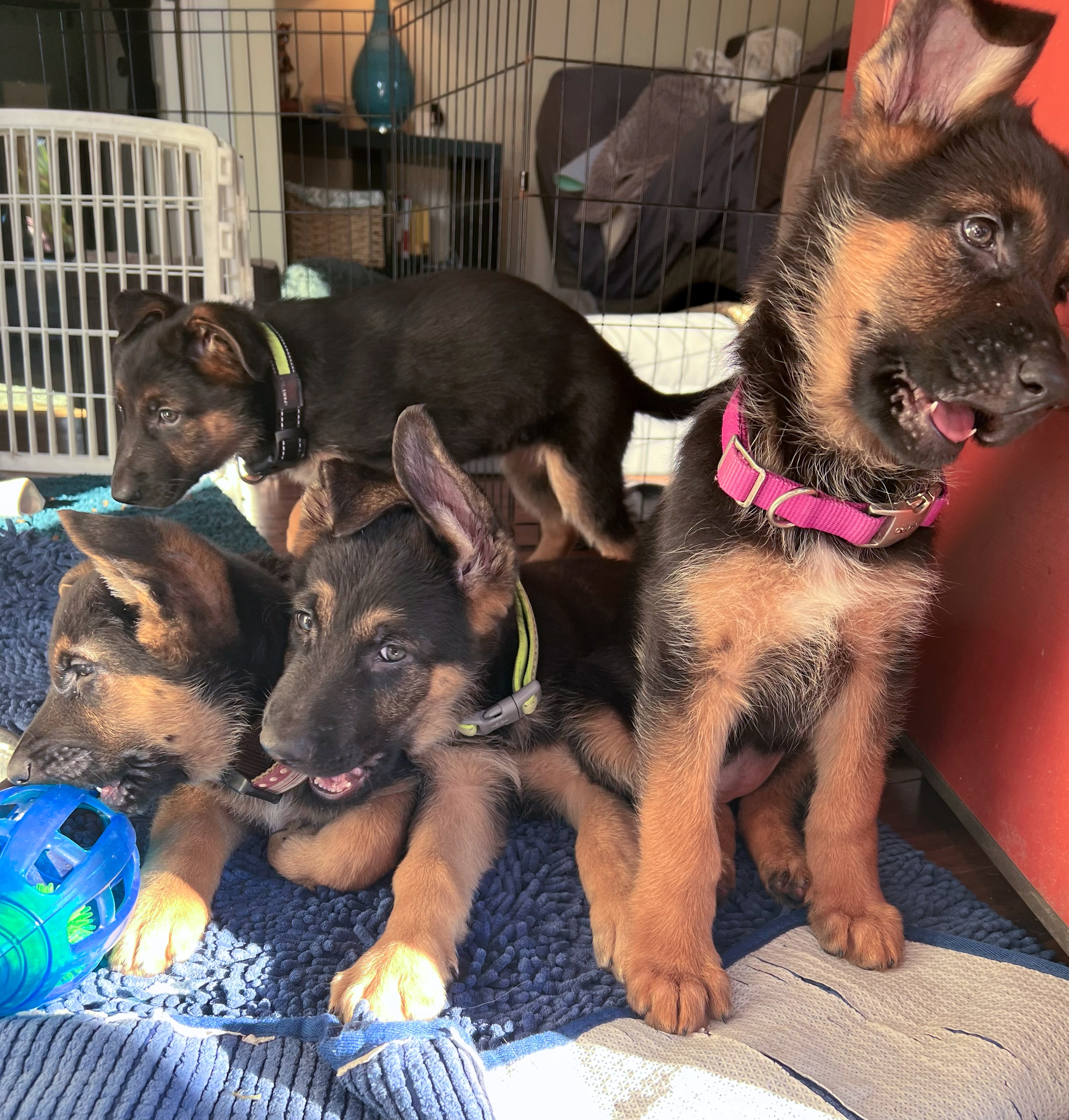 Puppy meeting potential adopters