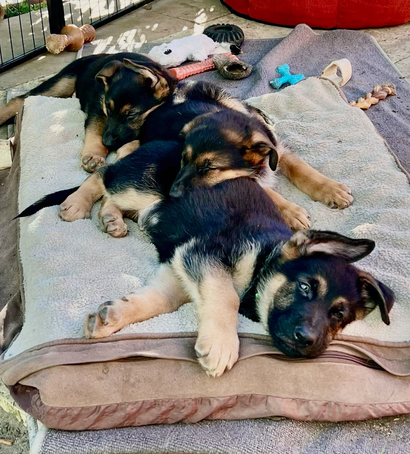 Puppy learning basic training commands