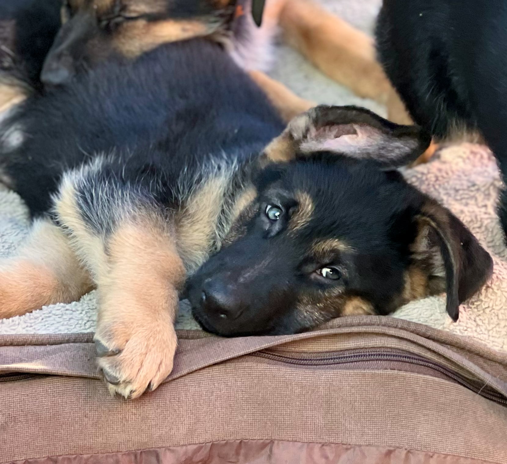 Max
