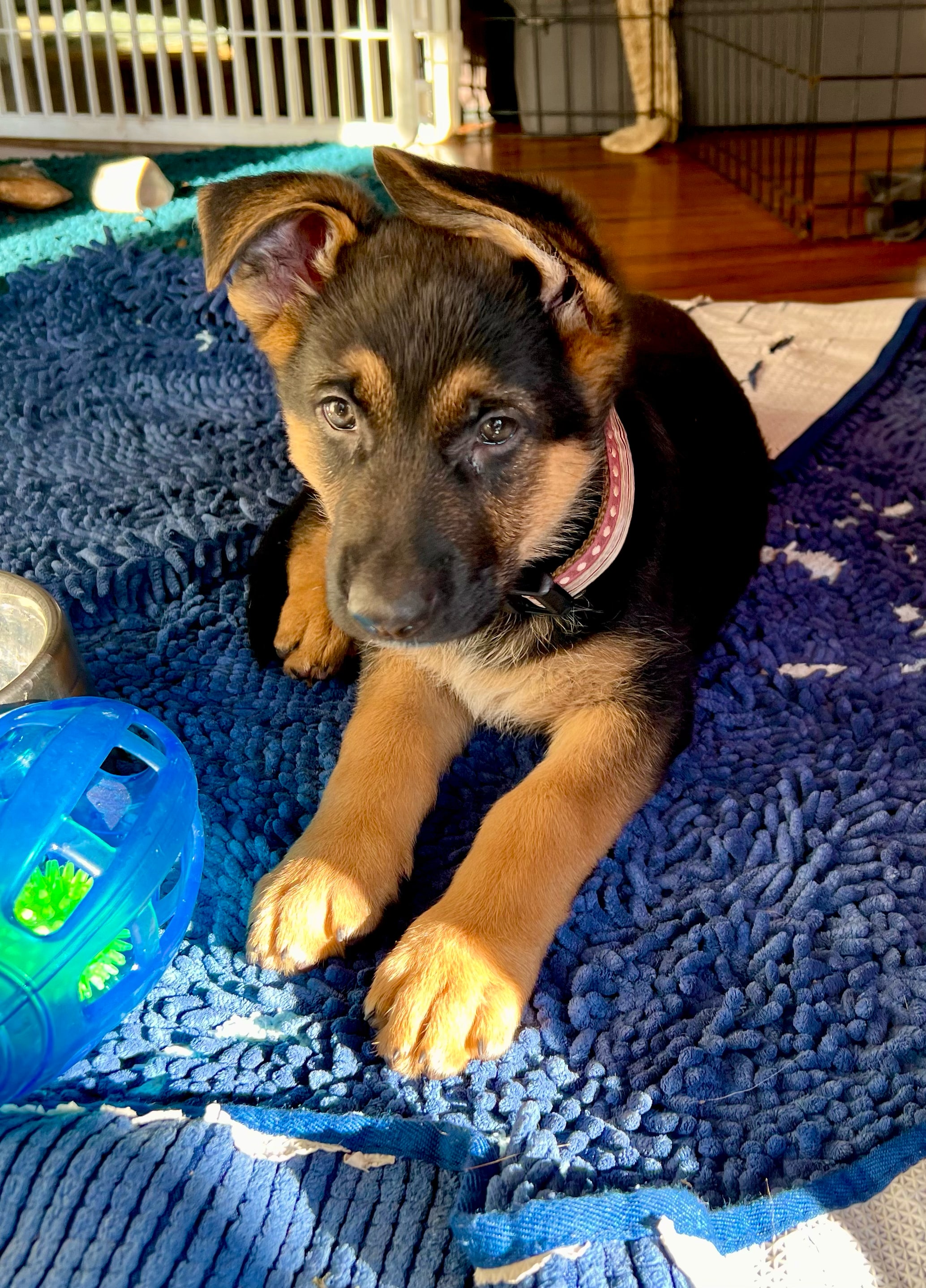 Bella