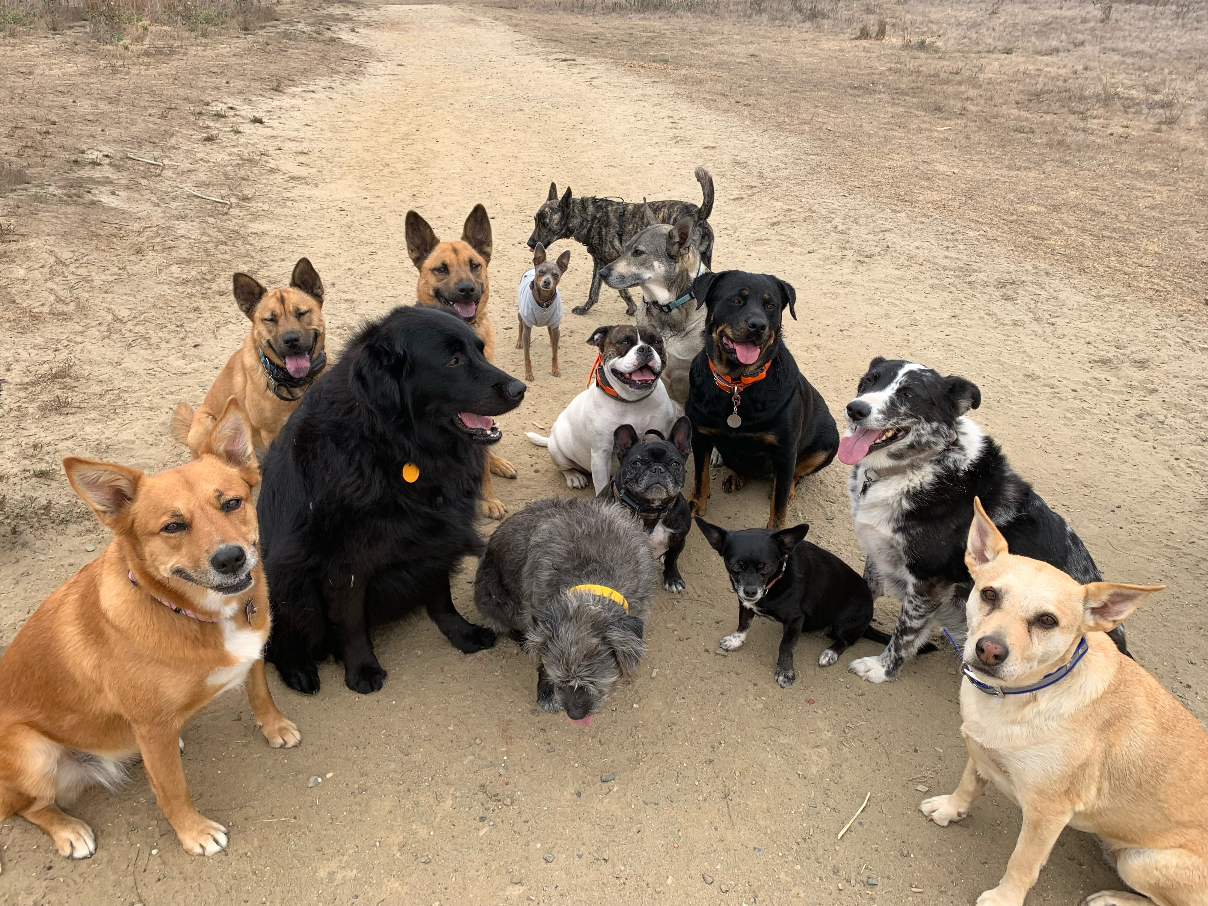 Puppy Socials